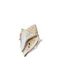 Κεραμικό Κοχύλι - Κερί Ωκεανός